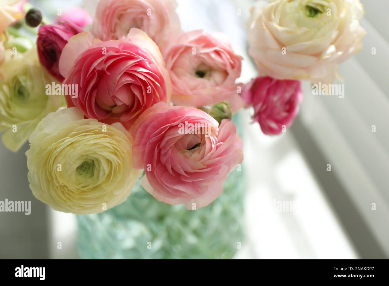 Beautiful ranunculus flowers in vase indoors, closeup Stock Photo