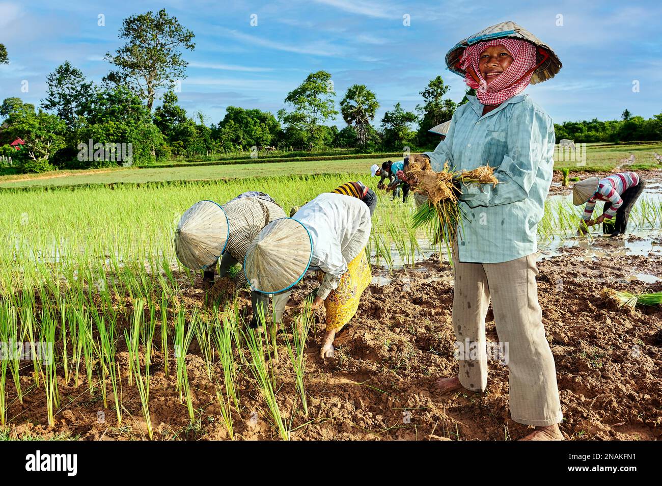 Workers in a rice filed in the countryside of Siem Reap. Cambodia Stock Photo