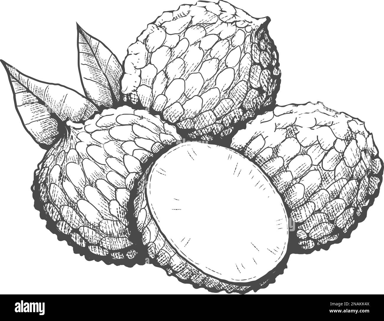 Set Of Vector Illustrations In Hand Drawn Style Stock Illustration -  Download Image Now - Drawing - Art Product, Lychee, Agriculture - iStock