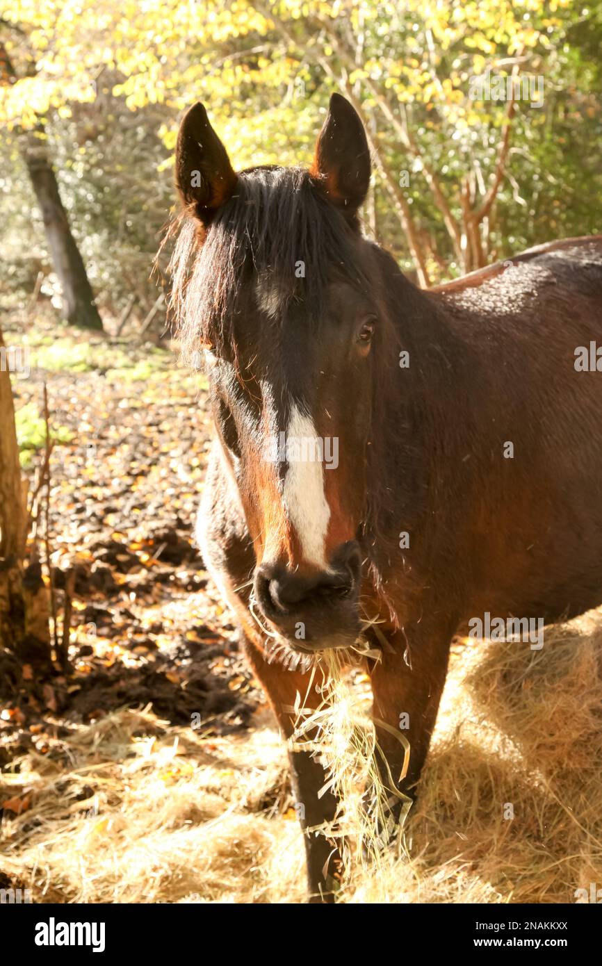 A brown horse eating chewing a mouthful of hay looking at the camera