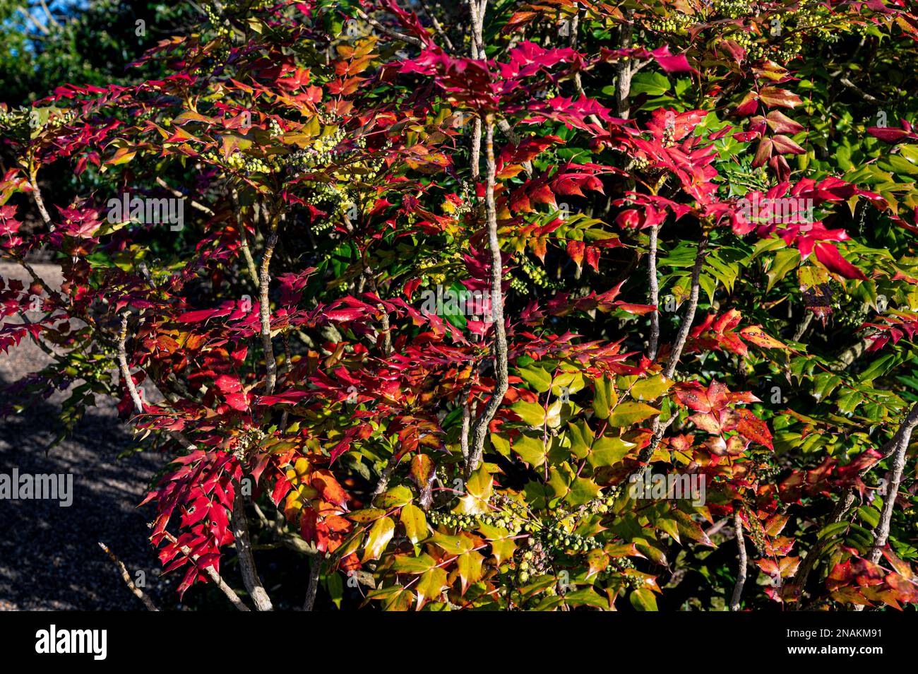 Mahonia Bealei, Beals mahonia, Berberis bealei, ,Mahonia japonica Bealei Group, Berberidaceae. Colourful leaves in late Autumn/ early Winter. Stock Photo