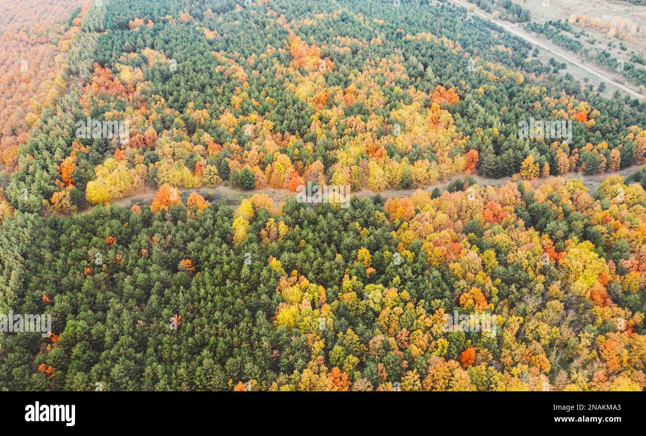 Aerial view of beautiful forest on autumn day Stock Photo