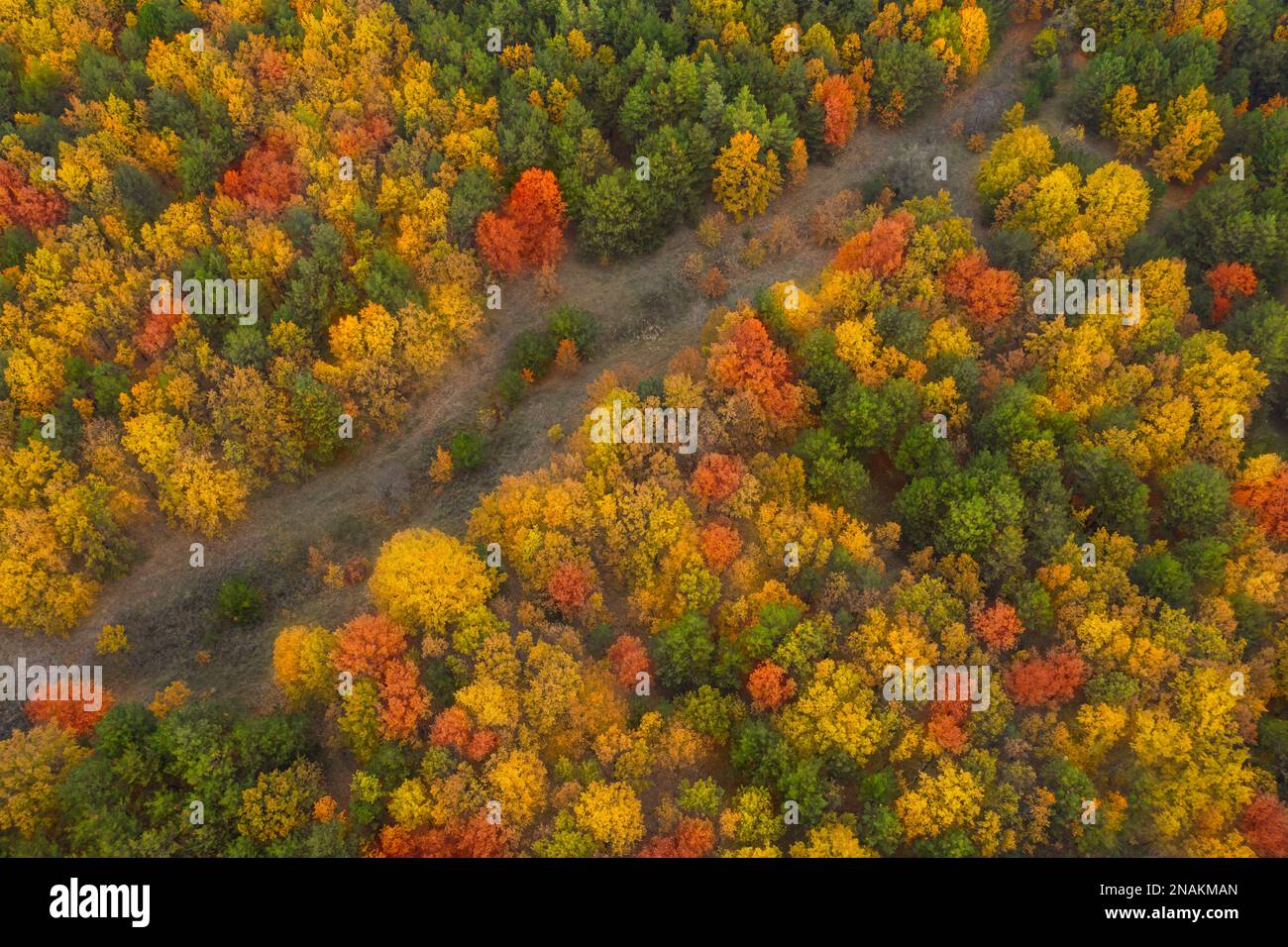 Aerial view of beautiful forest on autumn day Stock Photo