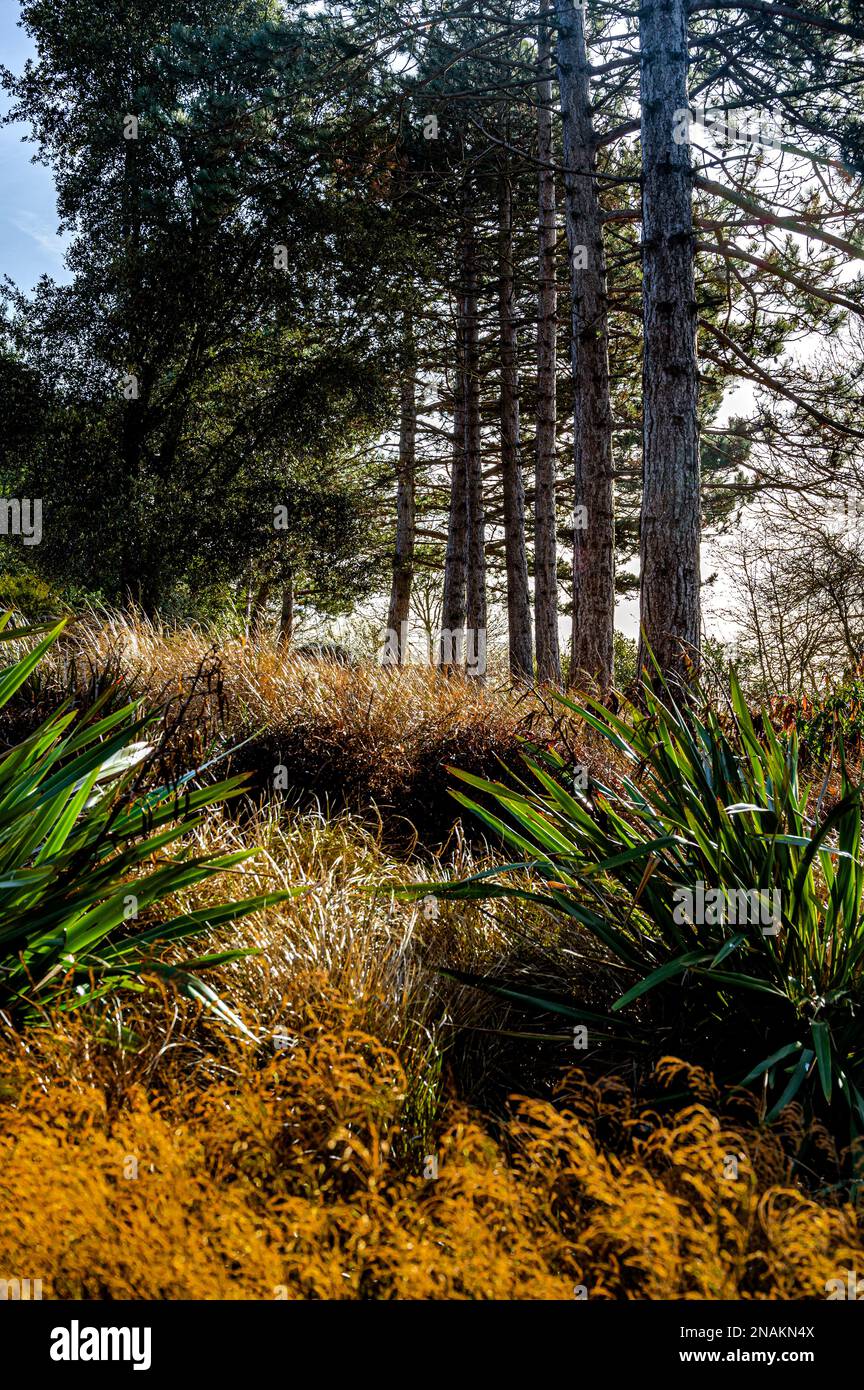 Australia and New Zealand garden, at RHS, Hyde Hall, in winter sunshine. Stock Photo