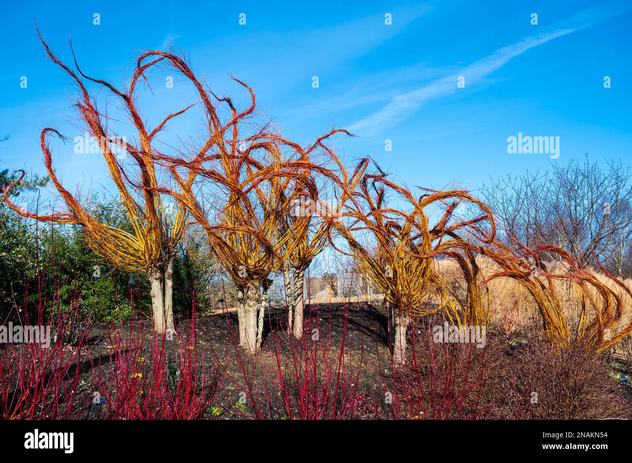 Living willow sculptures, in glorious winter sunshine. Stock Photo