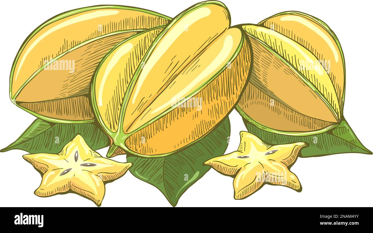 Carambola colour sketch Stock Vector Image & Art - Alamy