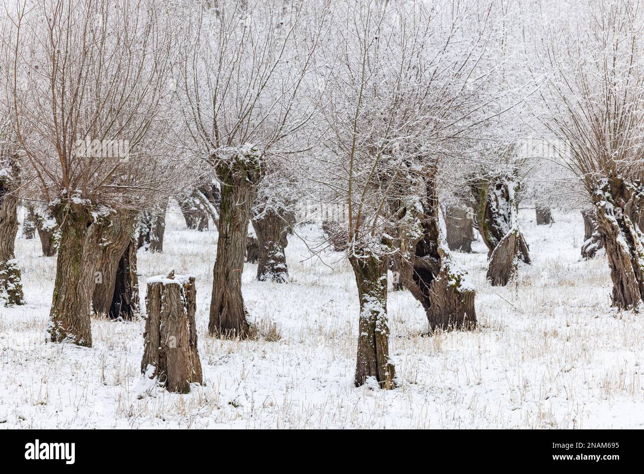 Picturesque snowy pollarded willows on a meadow with snow and ice in winter, Germany Stock Photo