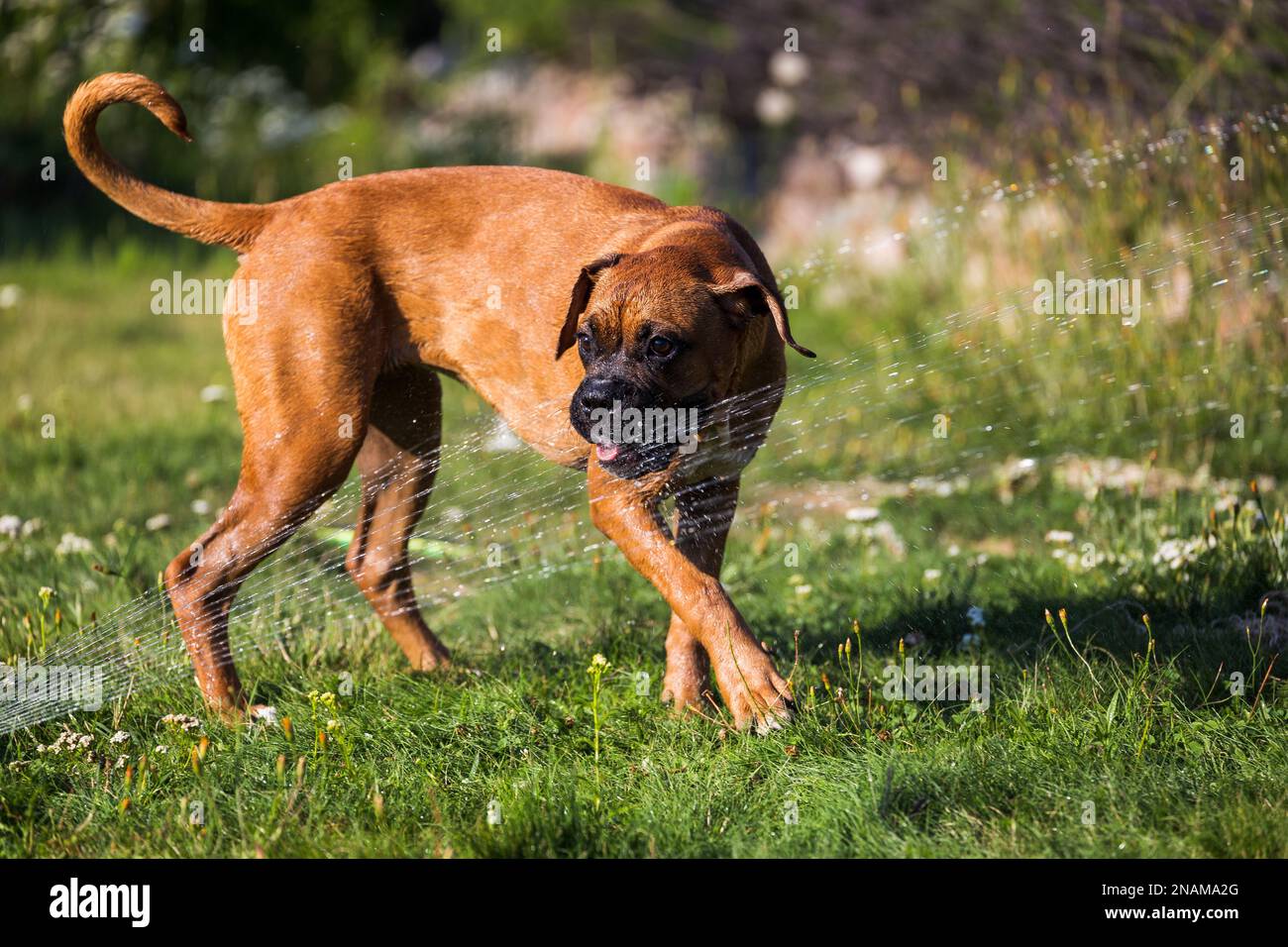 The Boxer breed dog is playing fun with the water from a garden hose ...