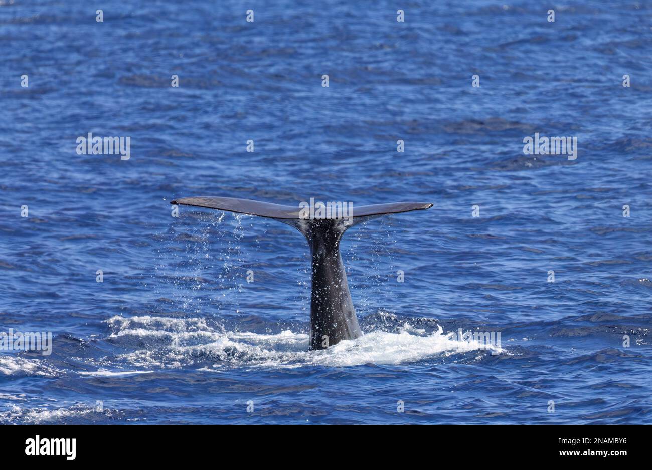 A sperm whale tail sticking out of water Stock Photo - Alamy