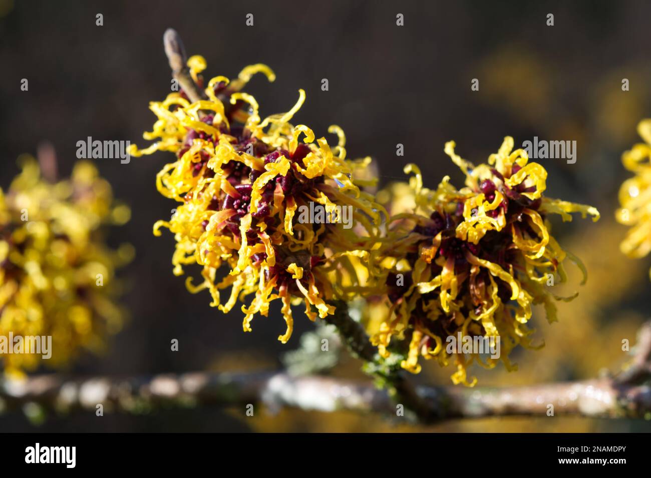 scented winter flowers of witch hazel also known as Hamamelis in a UK ...