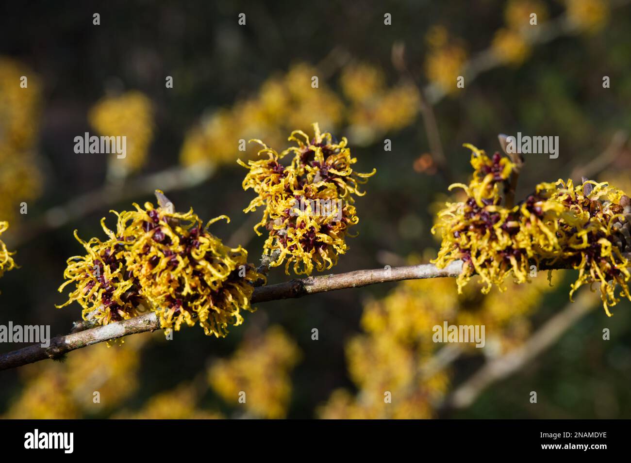 scented winter flowers of witch hazel also known as Hamamelis in a UK ...