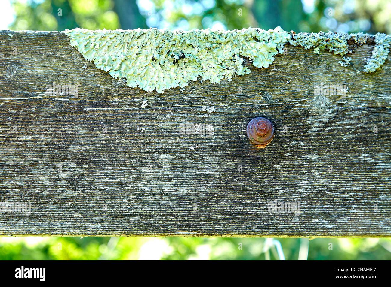 Moss on Old Wooden Board with Rusty Bolt Stock Photo