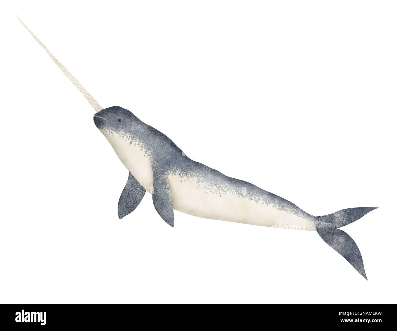 Watercolor illustration of Narwhal. Hand drawn sketch of ocean big