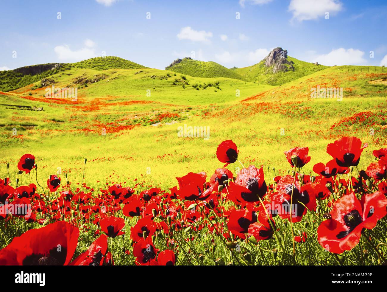Spring green nature meadow field with hilly background and poppy ...