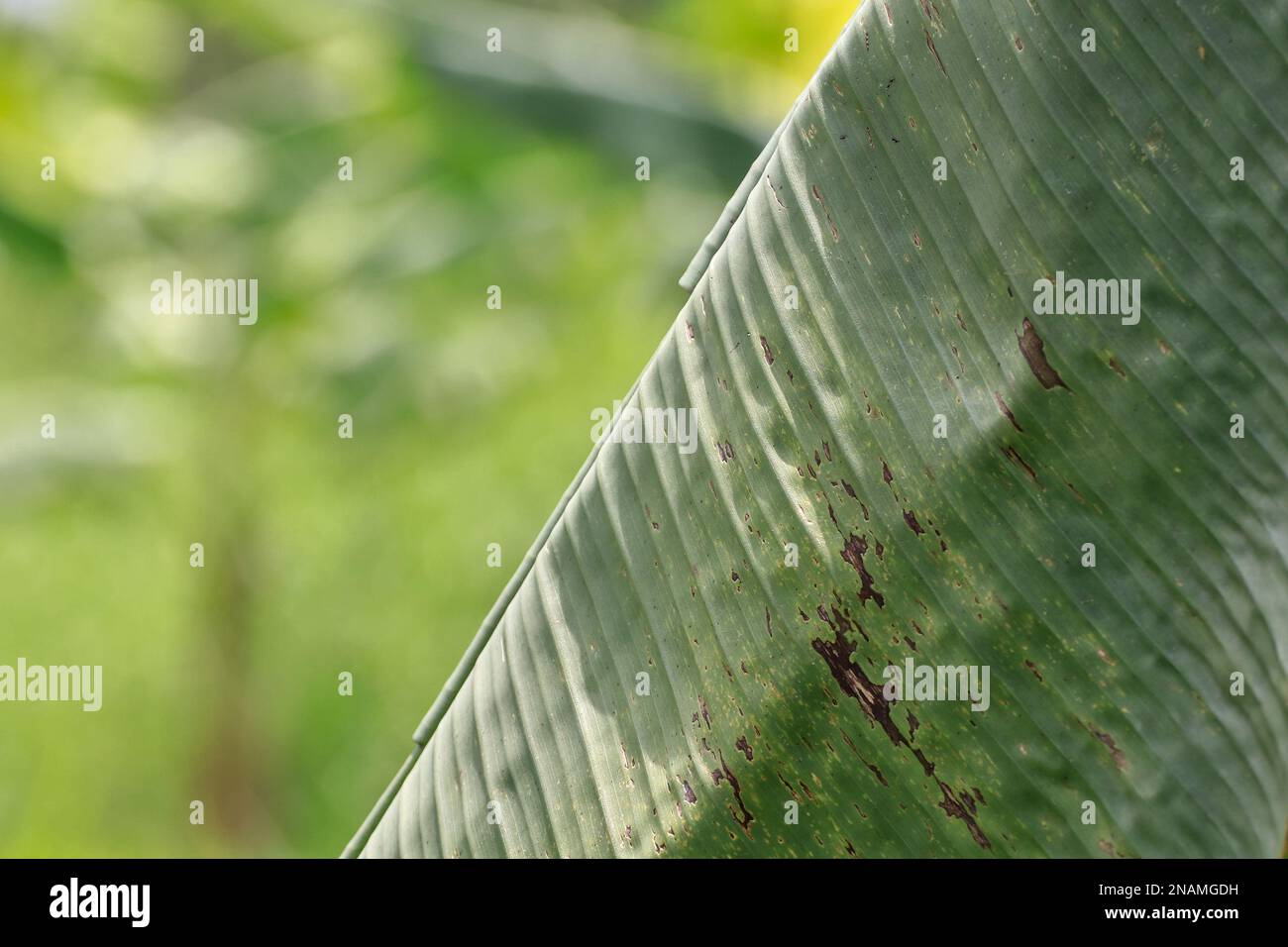 Banana leaves are damaged by insects. The background is blurred in bright green. Stock Photo