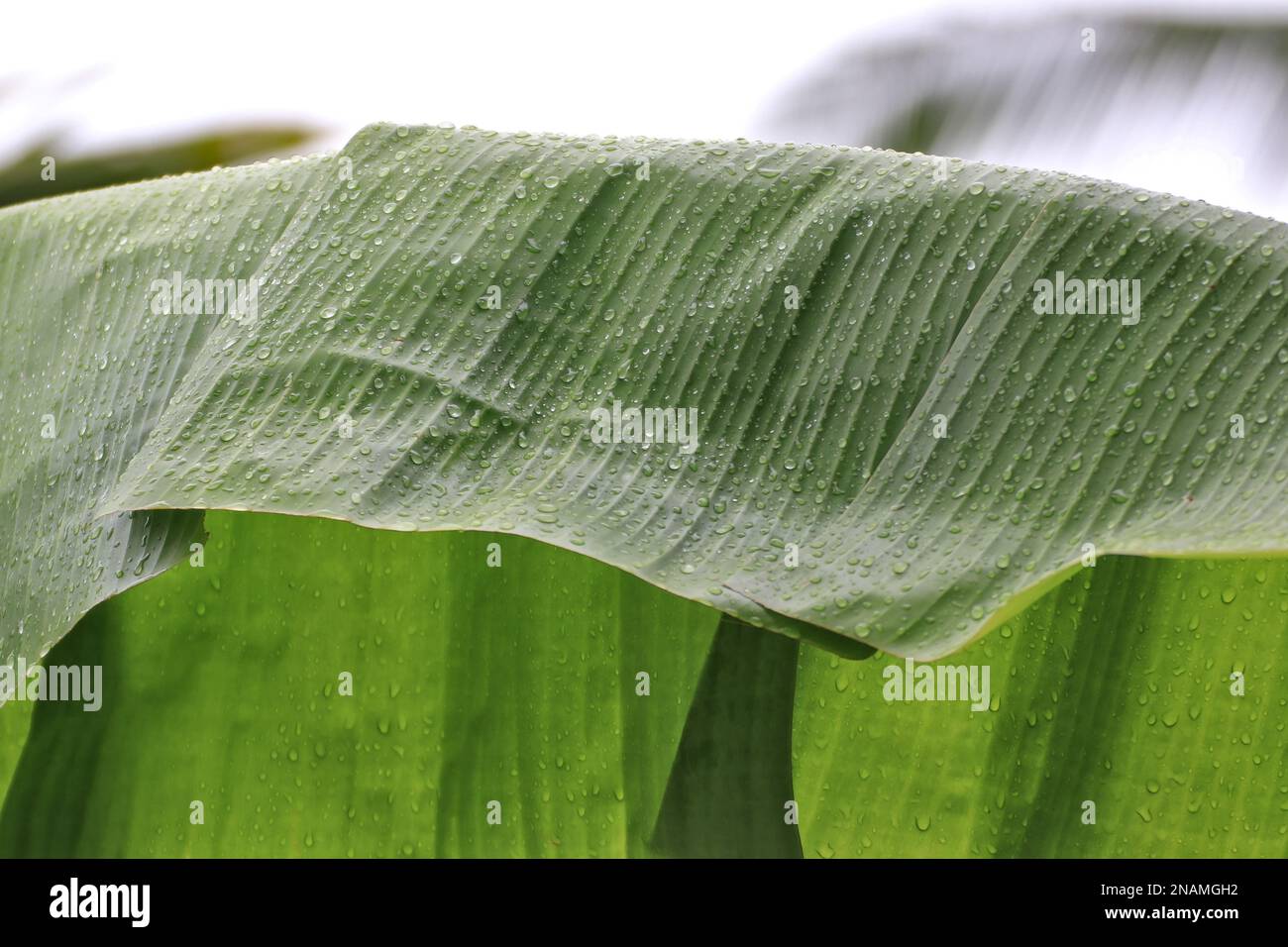 Water drops glistening on nature's beautiful green banana leaf after rain. Stock Photo