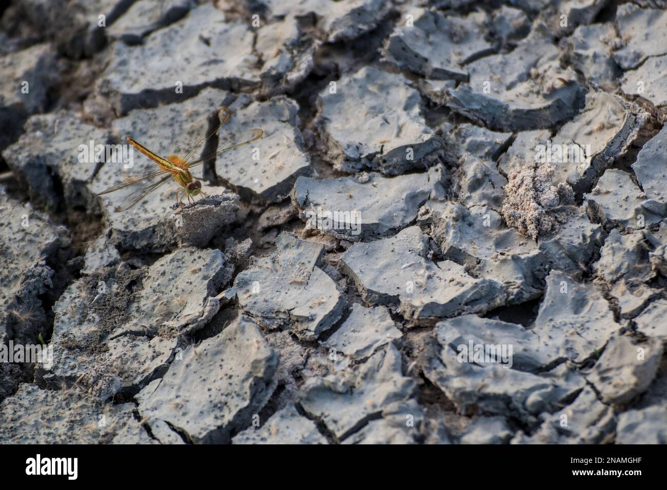 Close-up of dry cracked ground with dragonflies standing. Stock Photo