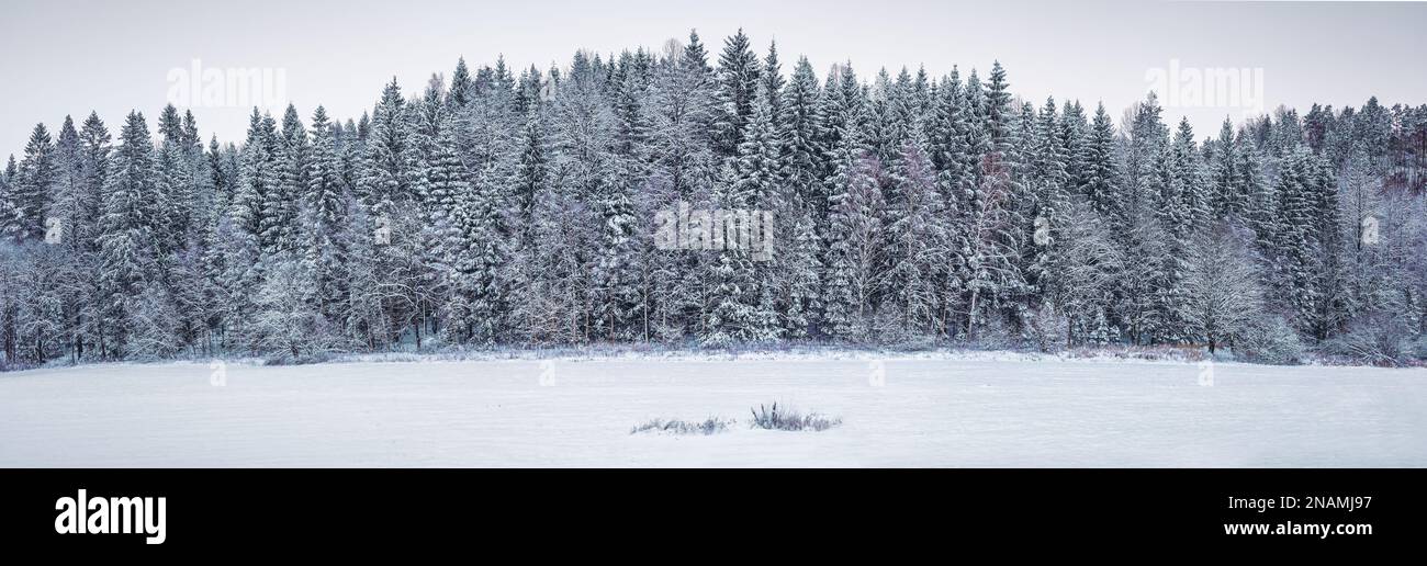 Winter colors in the forest hi-res stock photography and images - Alamy