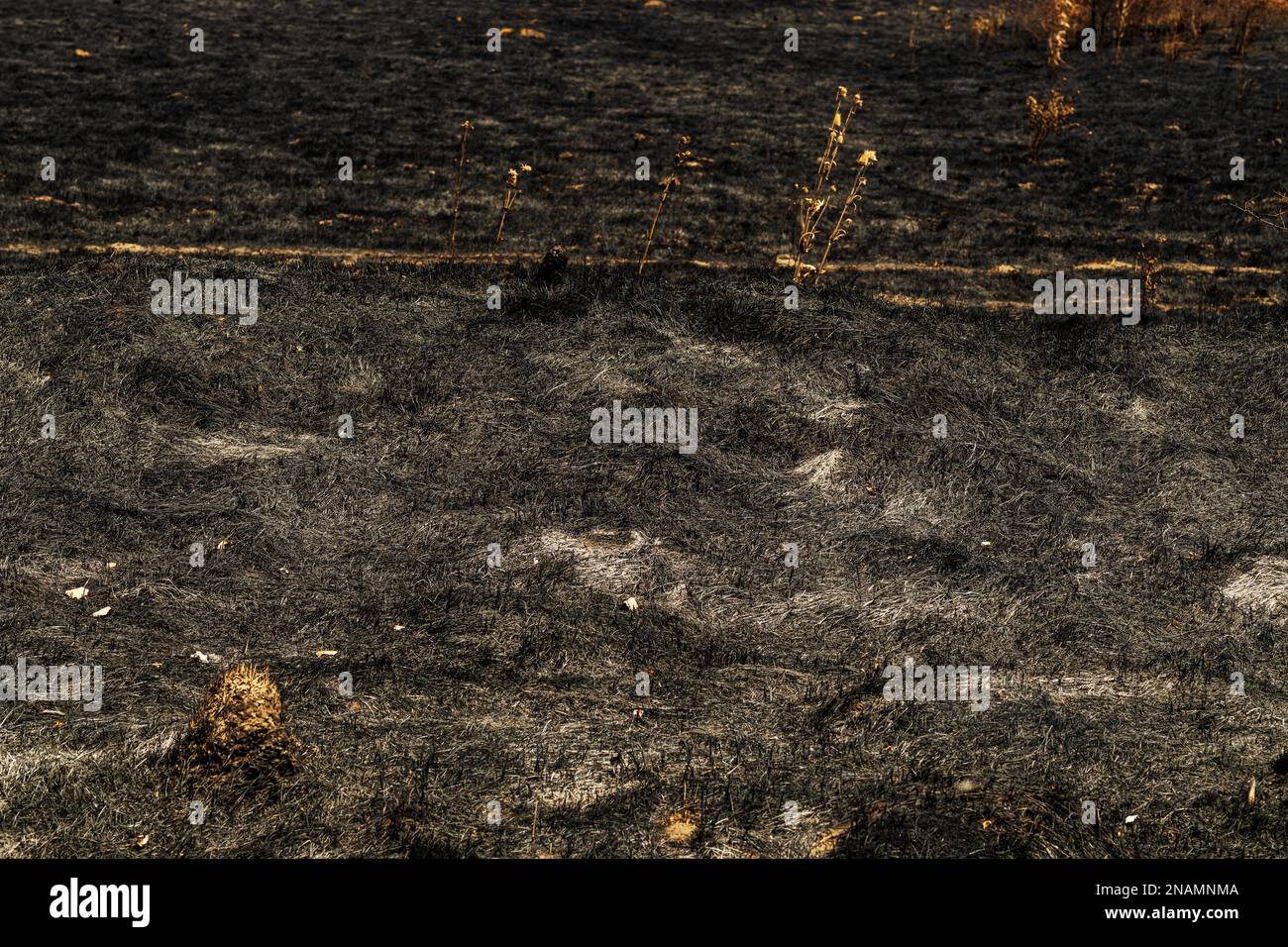 Burned dark black grass area after wildfire in meadow in summer, selective focus Stock Photo