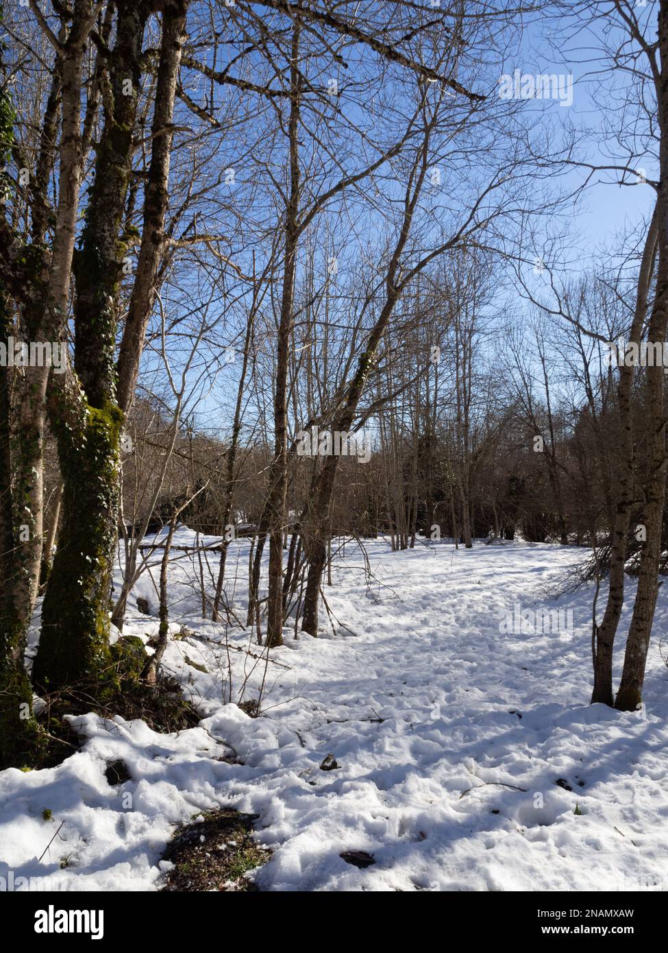 Snowfall in the forest in spain Stock Photo