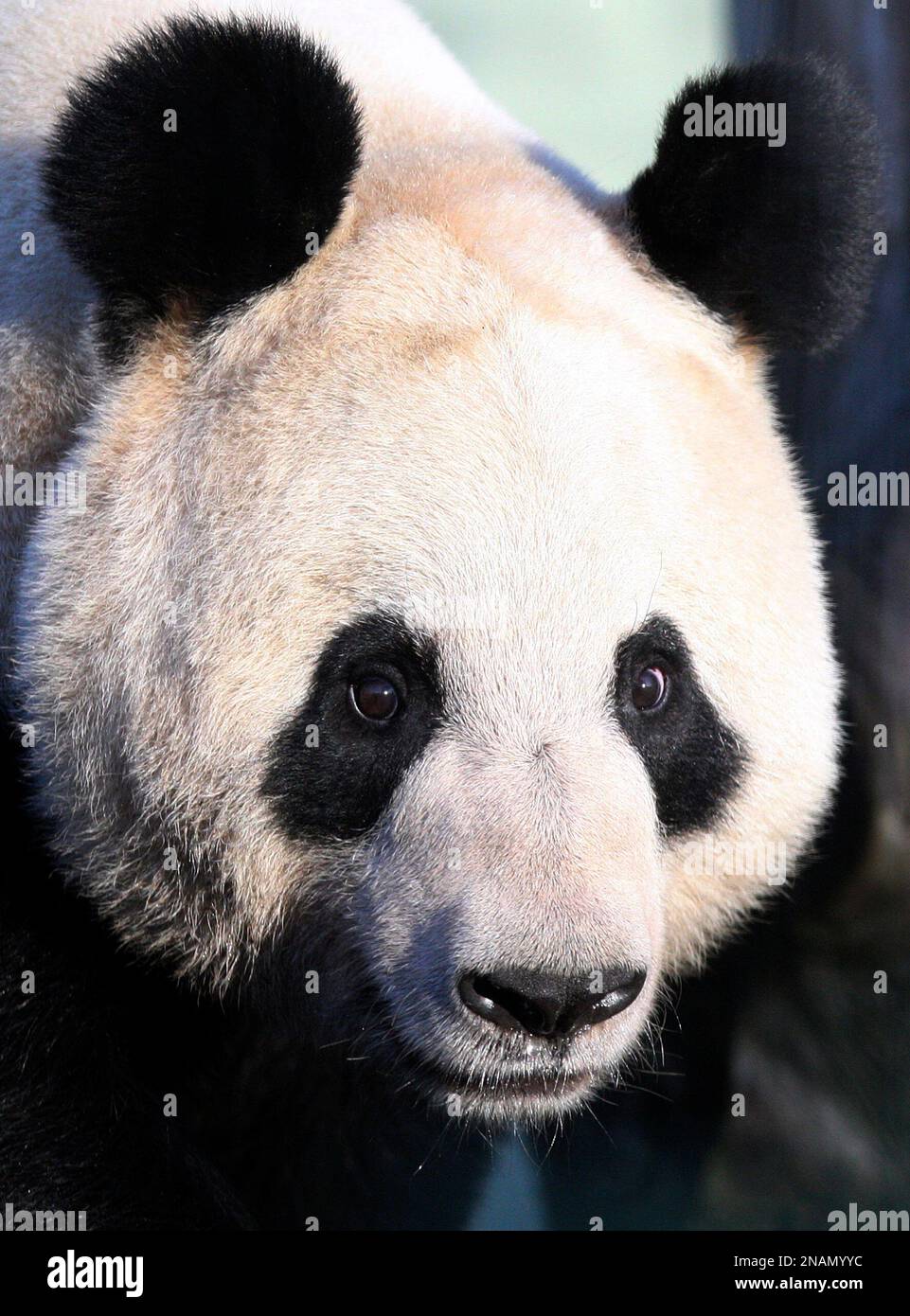 Giant panda named Tian Tian, explores her enclosure at Edinburgh Zoo in