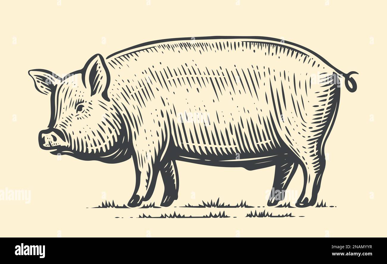 Farm animal sketch. Hand drawn big Pig, standing full-length in front. Vector vintage illustration Stock Vector