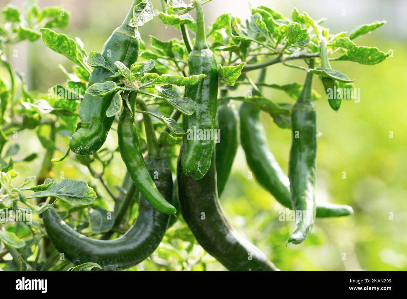 Green Chili Plant Green Chili In Organic Farming Garden Stock Photo green-chili-plant-green-chili-in-organic-farming-garden-stock-photo