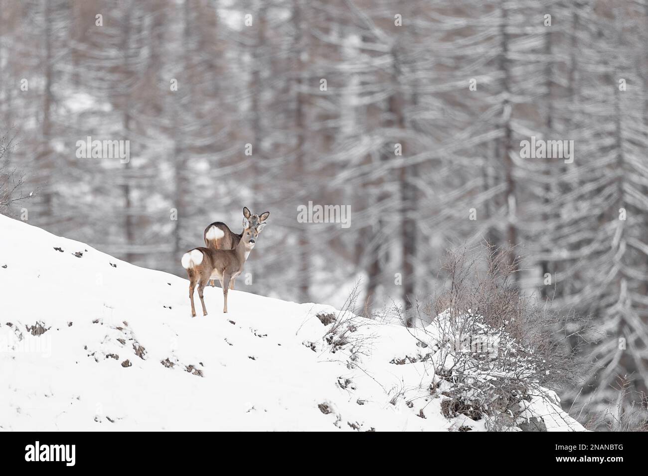 Roe deer female and male in the winter season (Capreolus capreolus) Stock Photo