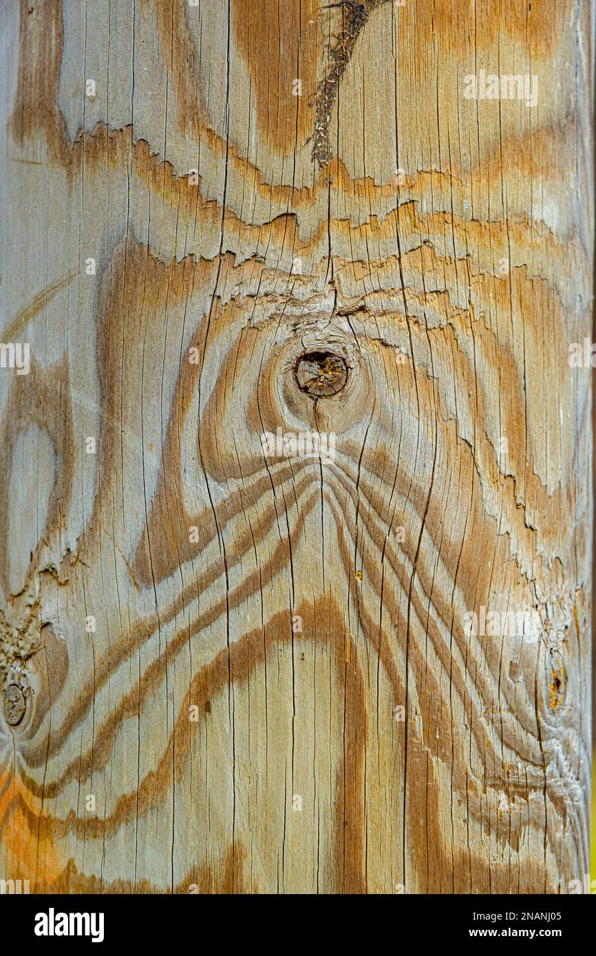 Highly Detailed Wood Grain with wooden knob and striations Stock Photo