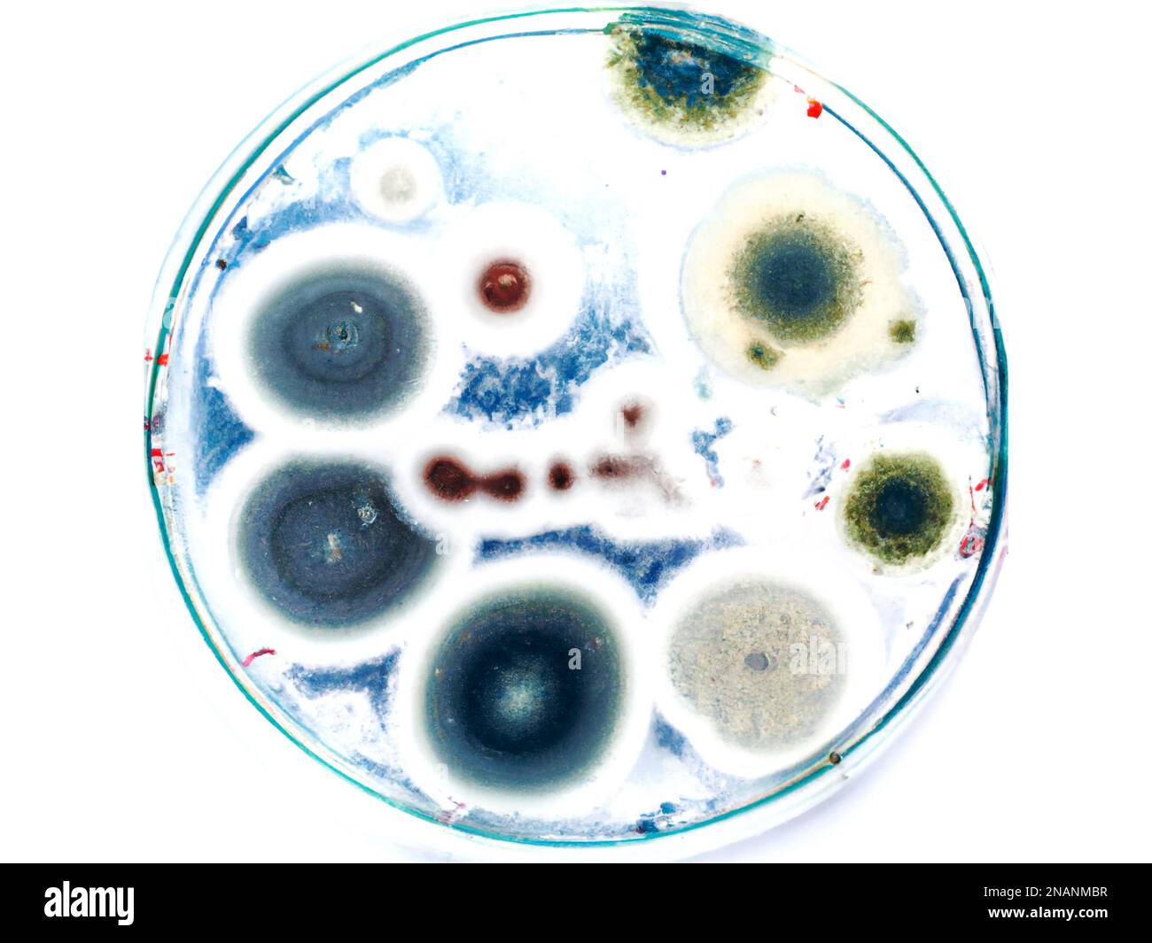 Bacteria and Virus cells close up on white background – Digital ...