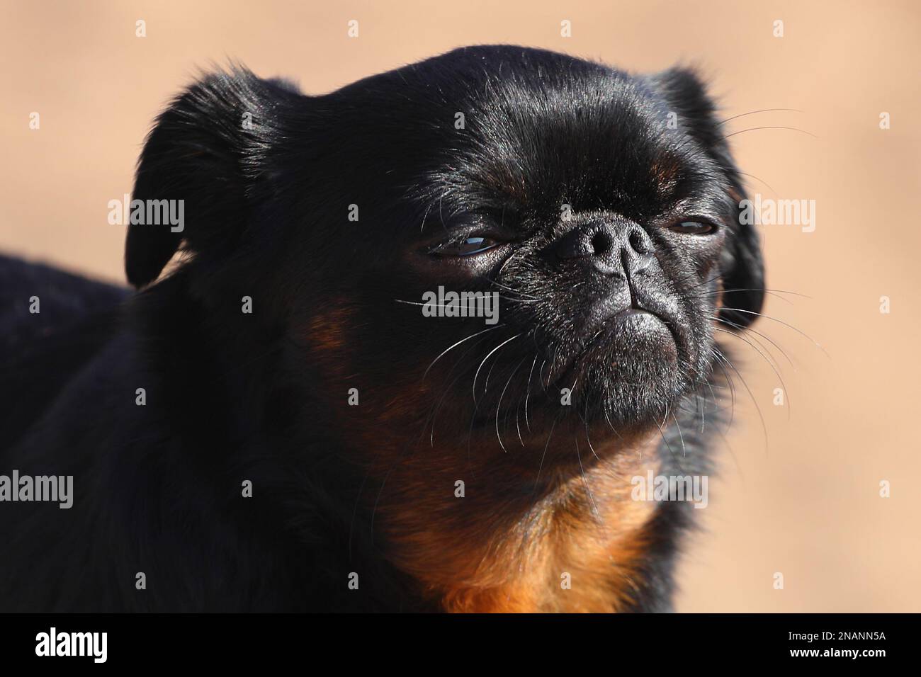 Petit Brabancon dog breed. close-up portrait Stock Photo