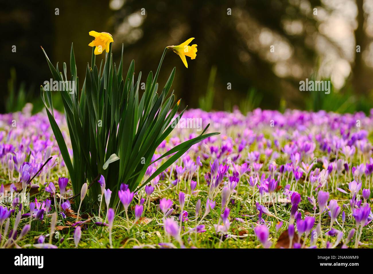 Daffodils and Crocuses in the park Stock Photo - Alamy