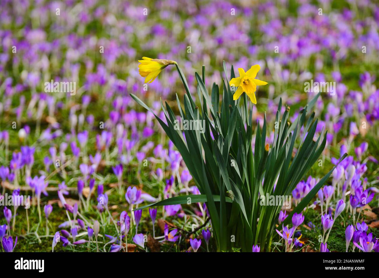 Daffodils and Crocuses in the park Stock Photo Alamy