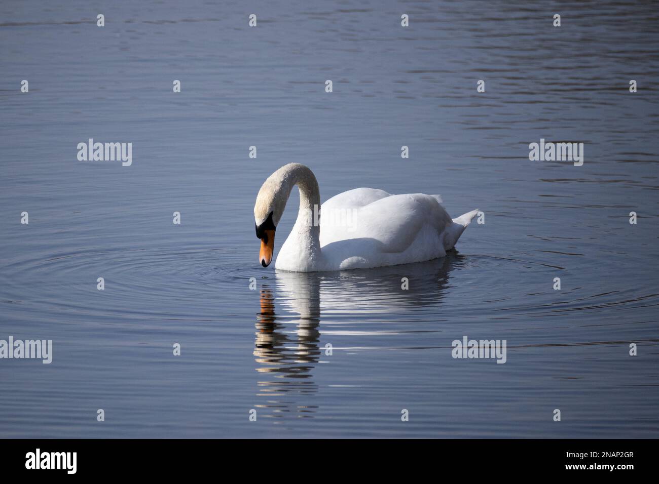 A male mute swan peacefully staring at the reflection in lake Ontario