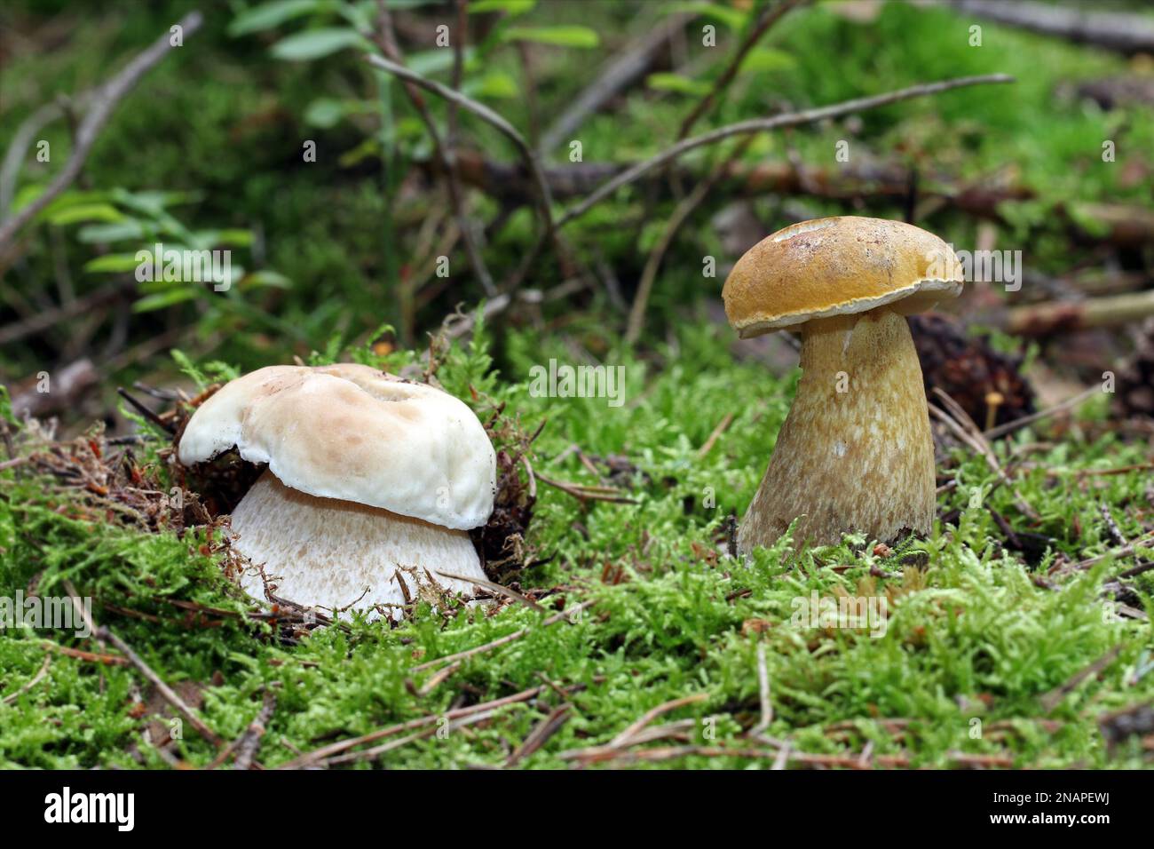 Two young mushrooms that are often confused with each other grow in the forest. On the left is an edible cep, on the right an inedible bitter bolete. Stock Photo