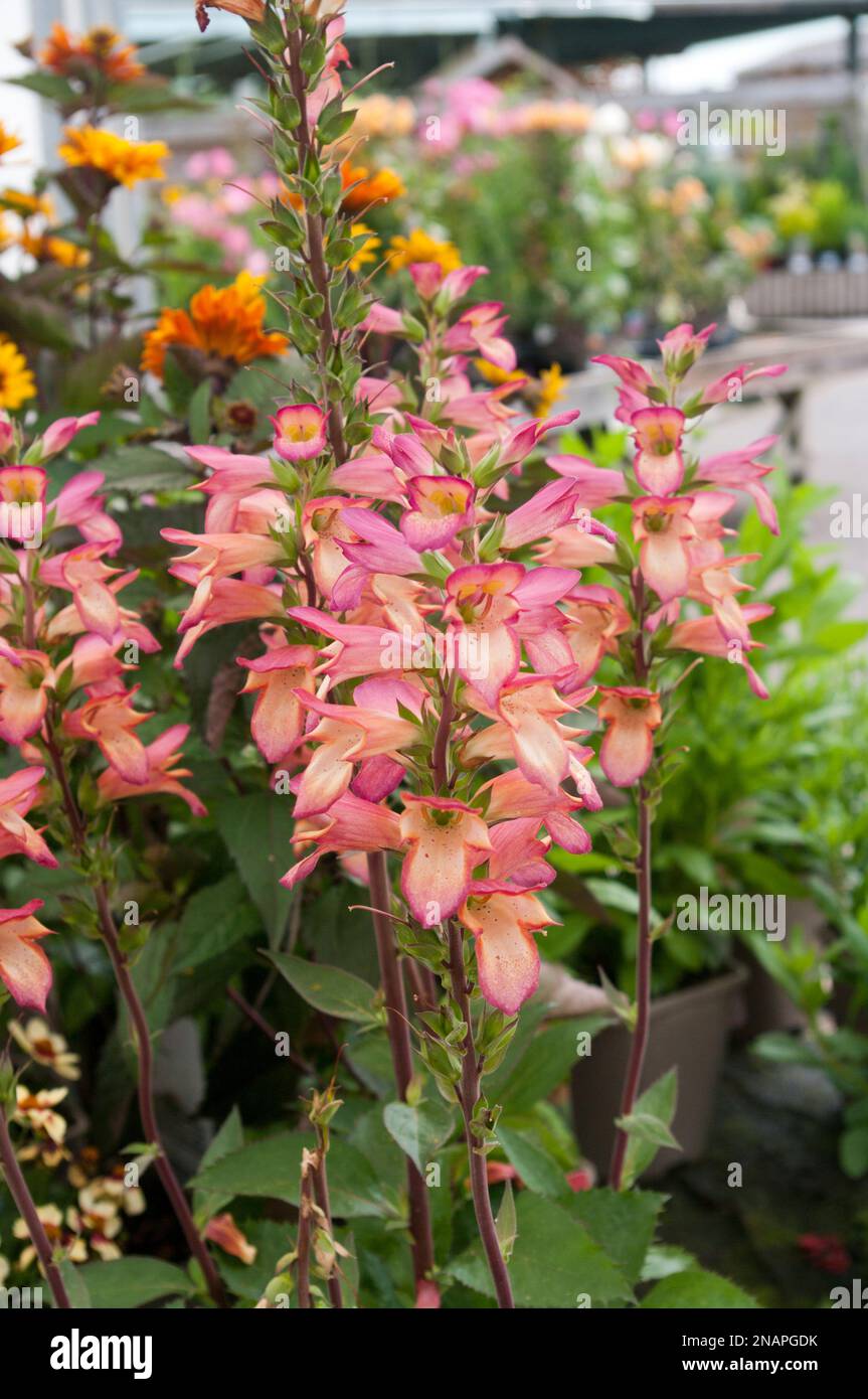Digiplexis Falcon Fire " Digitalis and Isoplexis " Hybrid Stock Photo