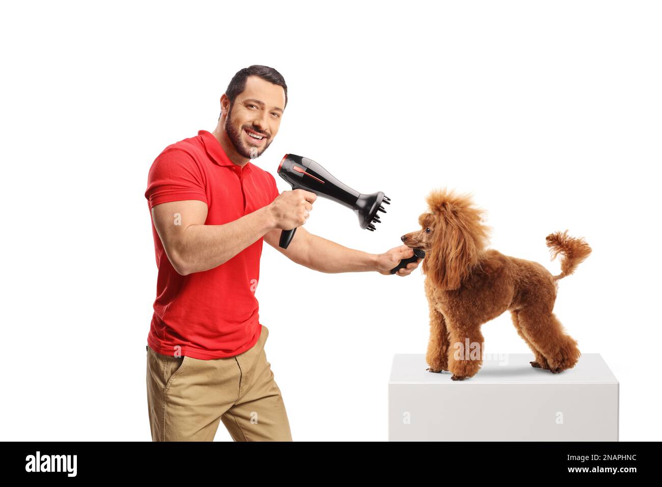 Male groomer blow drying a red poodle dog isolated on white background
