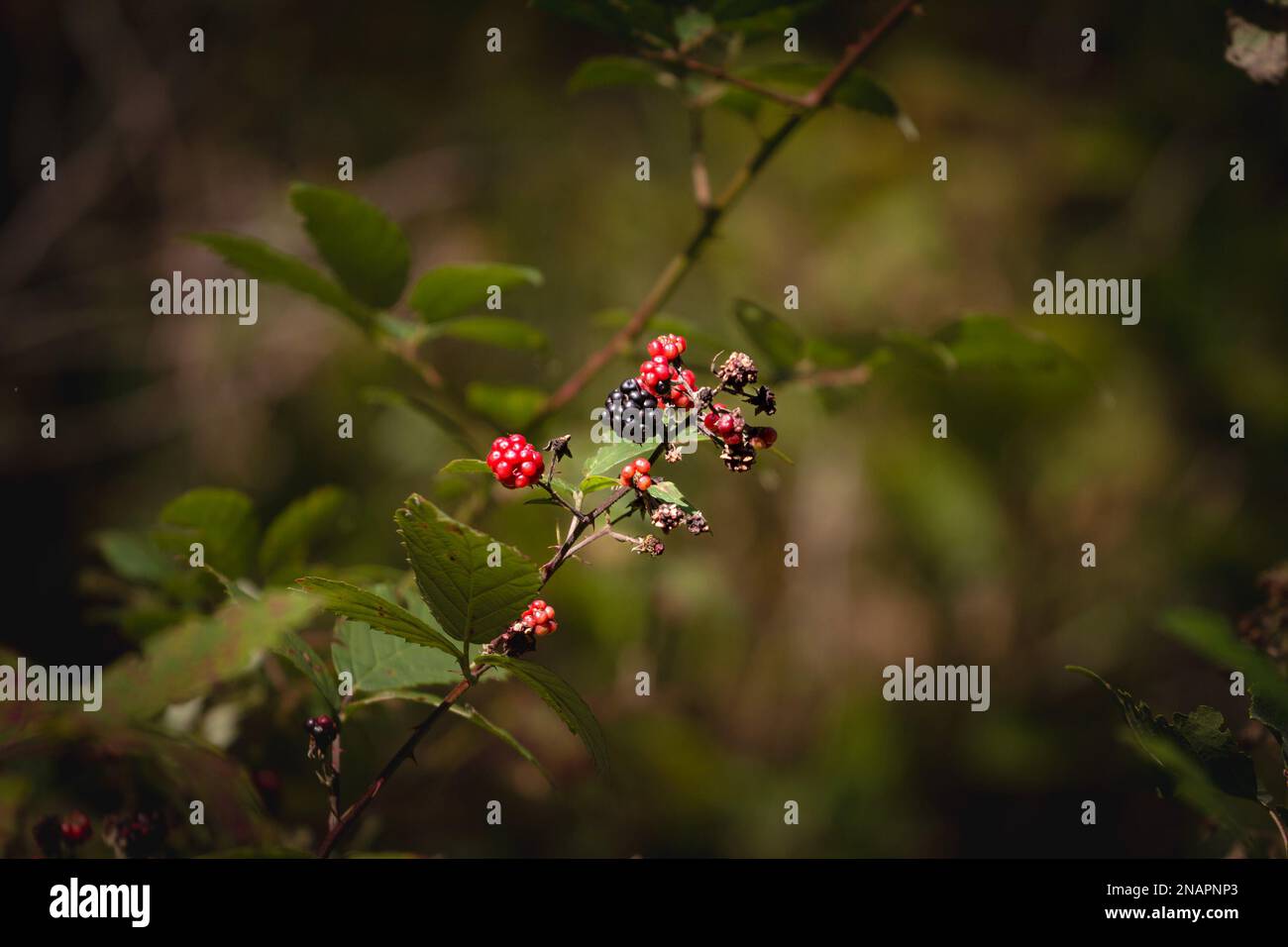 Picture of blackberries of Rubus Plicatus, red and white, on a plant in a forest, wild. Rubus plicatus is a species of blackberry native to Europe. Stock Photo