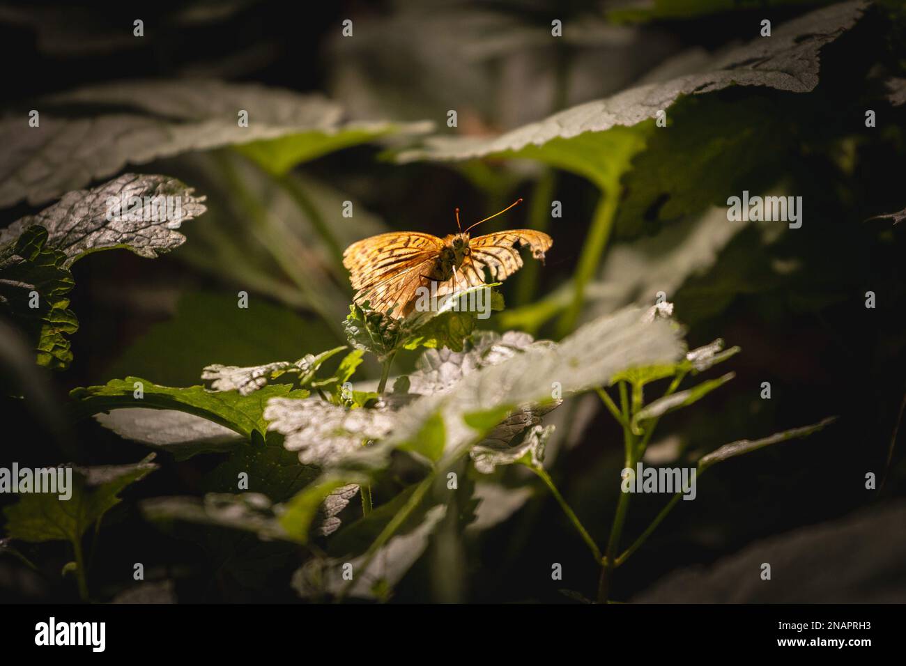 Picture of a wall brown butterfly in fall in Europe. Lasiommata megera, the wall or wall brown, is a butterfly in the family Nymphalidae (subfamily Sa Stock Photo