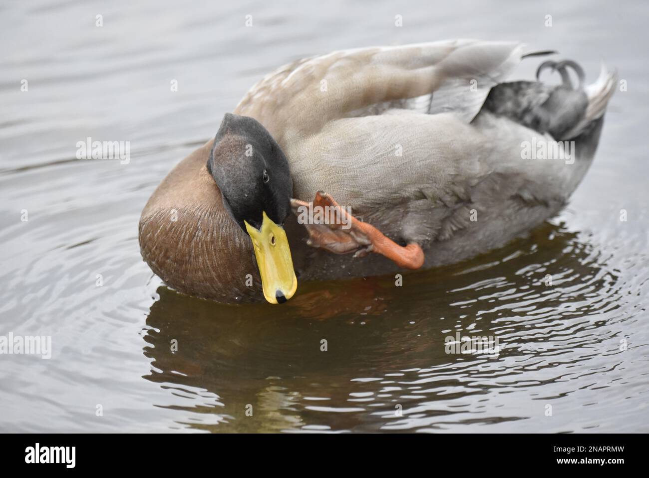 Close-Up Image of an Orpington Duck (Anas platyrhynchos orpington) Facing Camera, Scratching the Side of Face with Webbed Foot, on a lake in England Stock Photo
