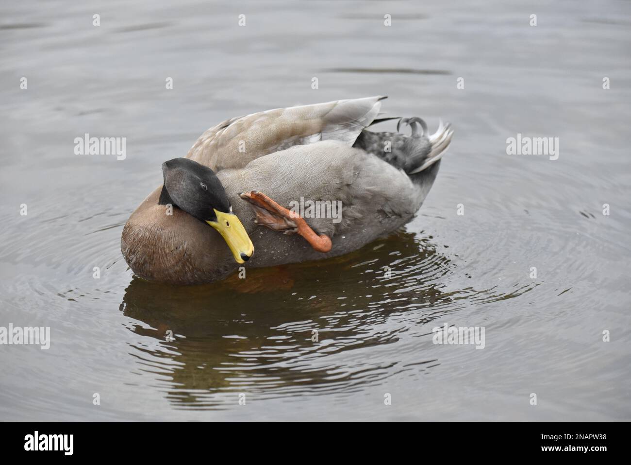 Orpington Duck (Anas platyrhynchos orpington) Preening Neck in Centre of Image Surrounded by