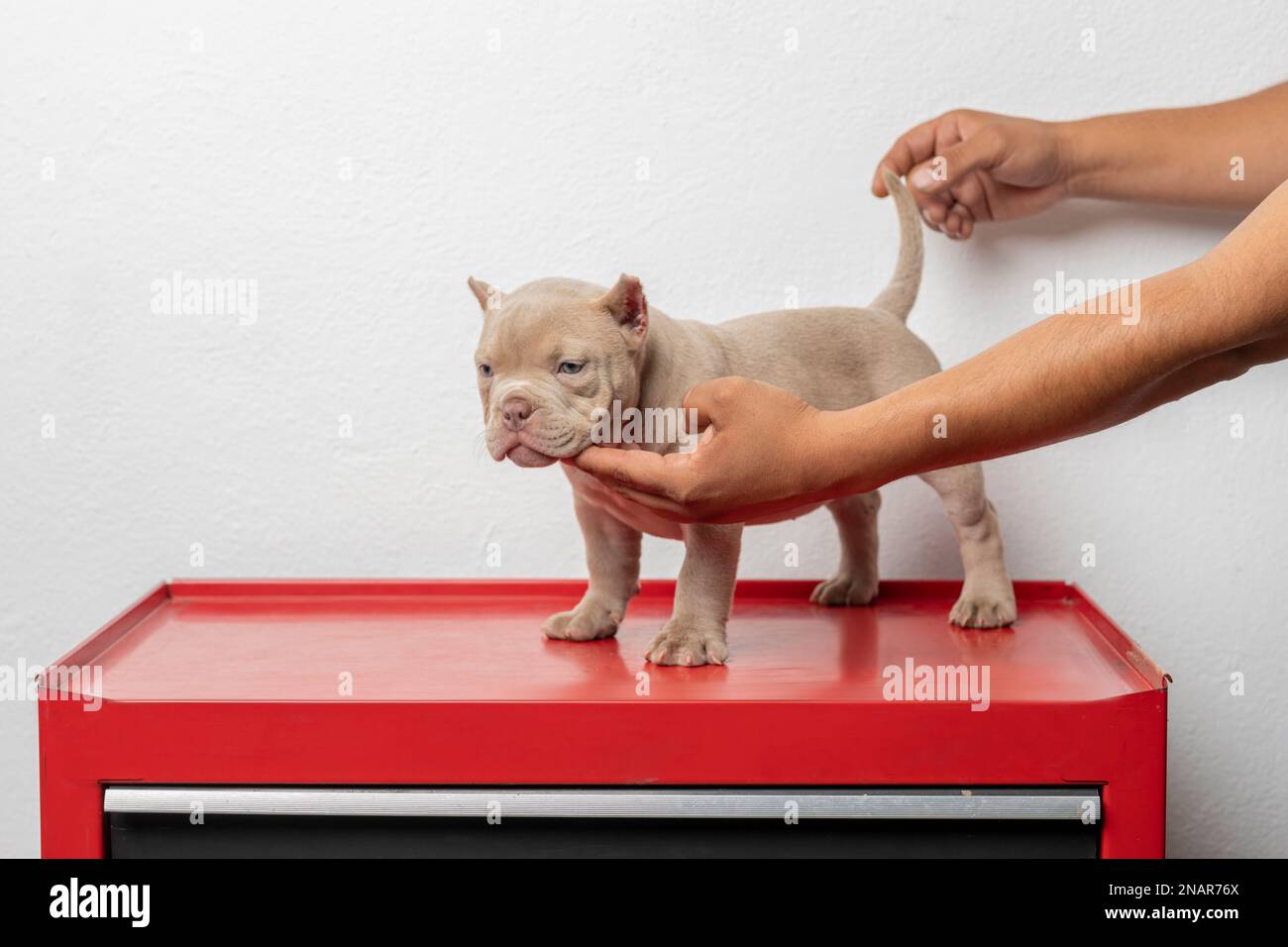 Hands holding an american bully puppy Stock Photo Alamy