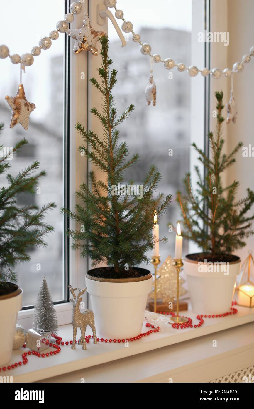 Small potted fir trees and Christmas decor on window sill indoors Stock