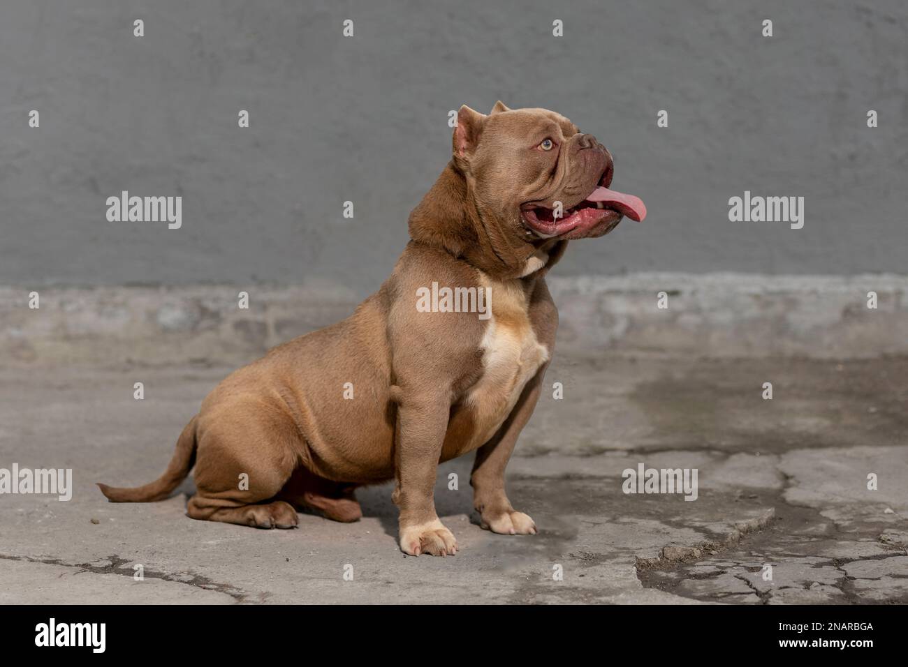 A Strong American Bully Dog Stock Photo - Image of fence, purebred:  179327458