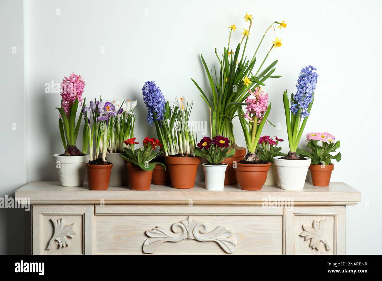 Different beautiful potted flowers on table near white wall Stock Photo