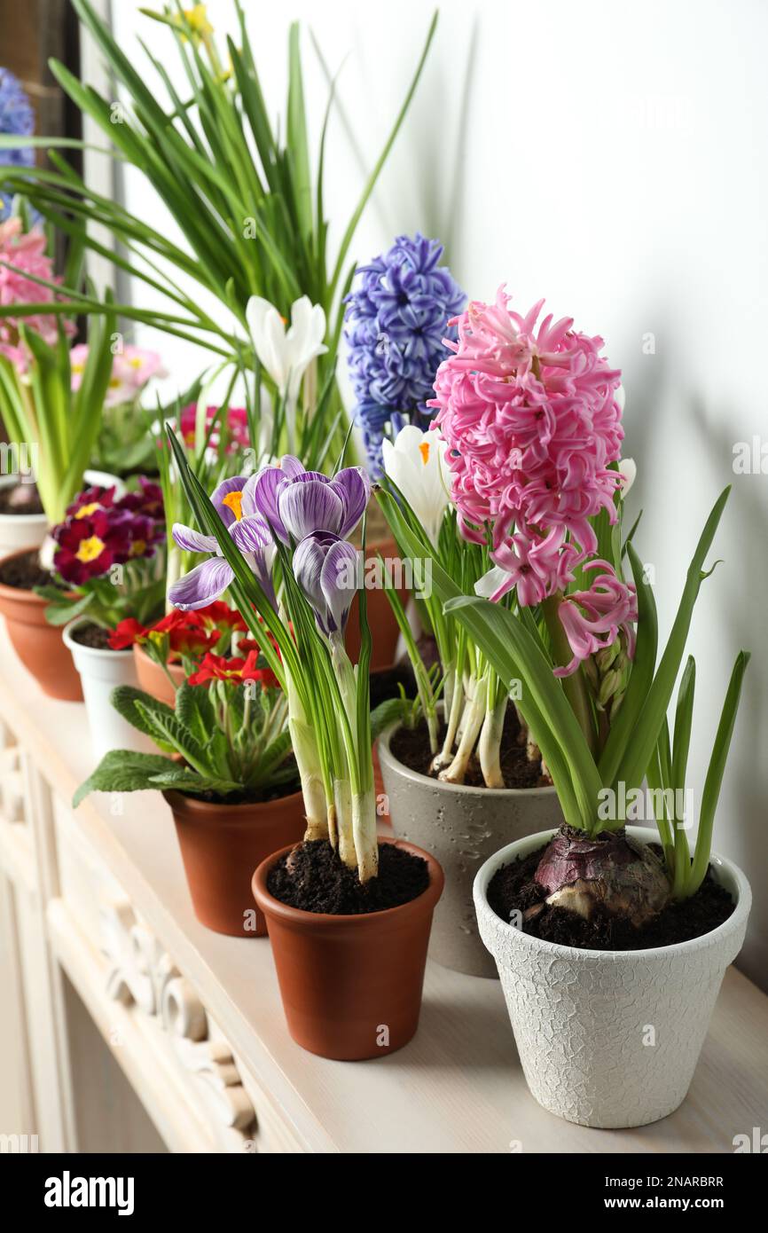 Different beautiful potted flowers on table near white wall Stock Photo
