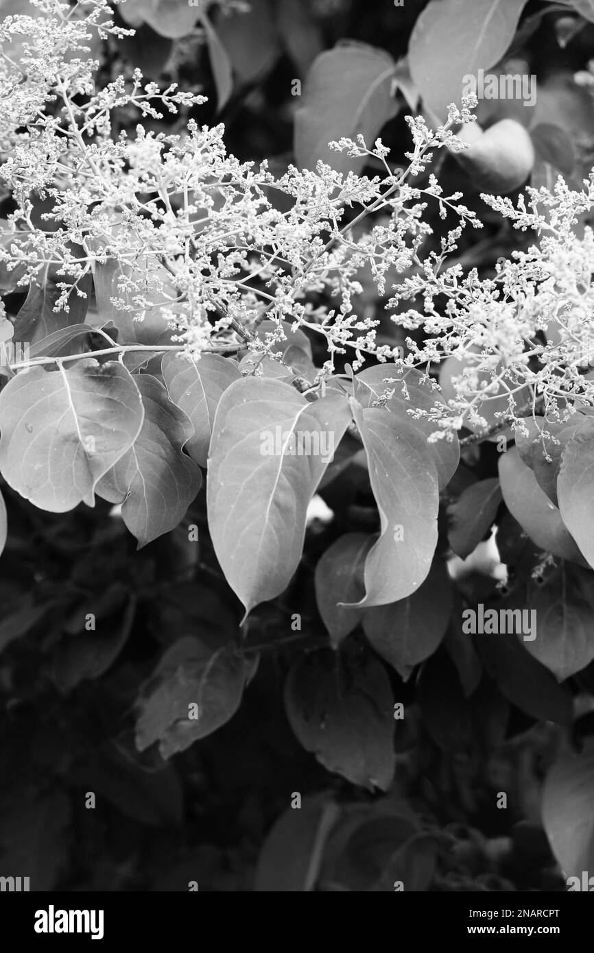 Leafy plants growing in the summer garden in a black and white ...