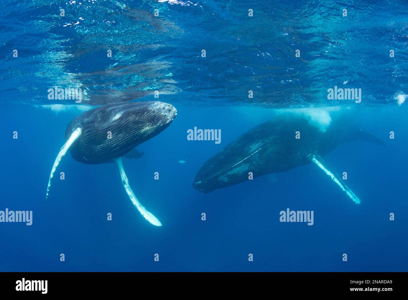 The Humpback whale (Megaptera novaeangliae) can reach lengths of 12-16 meters.  In the Atlantic, females give birth in the warm Caribbean Sea. Stock Photo