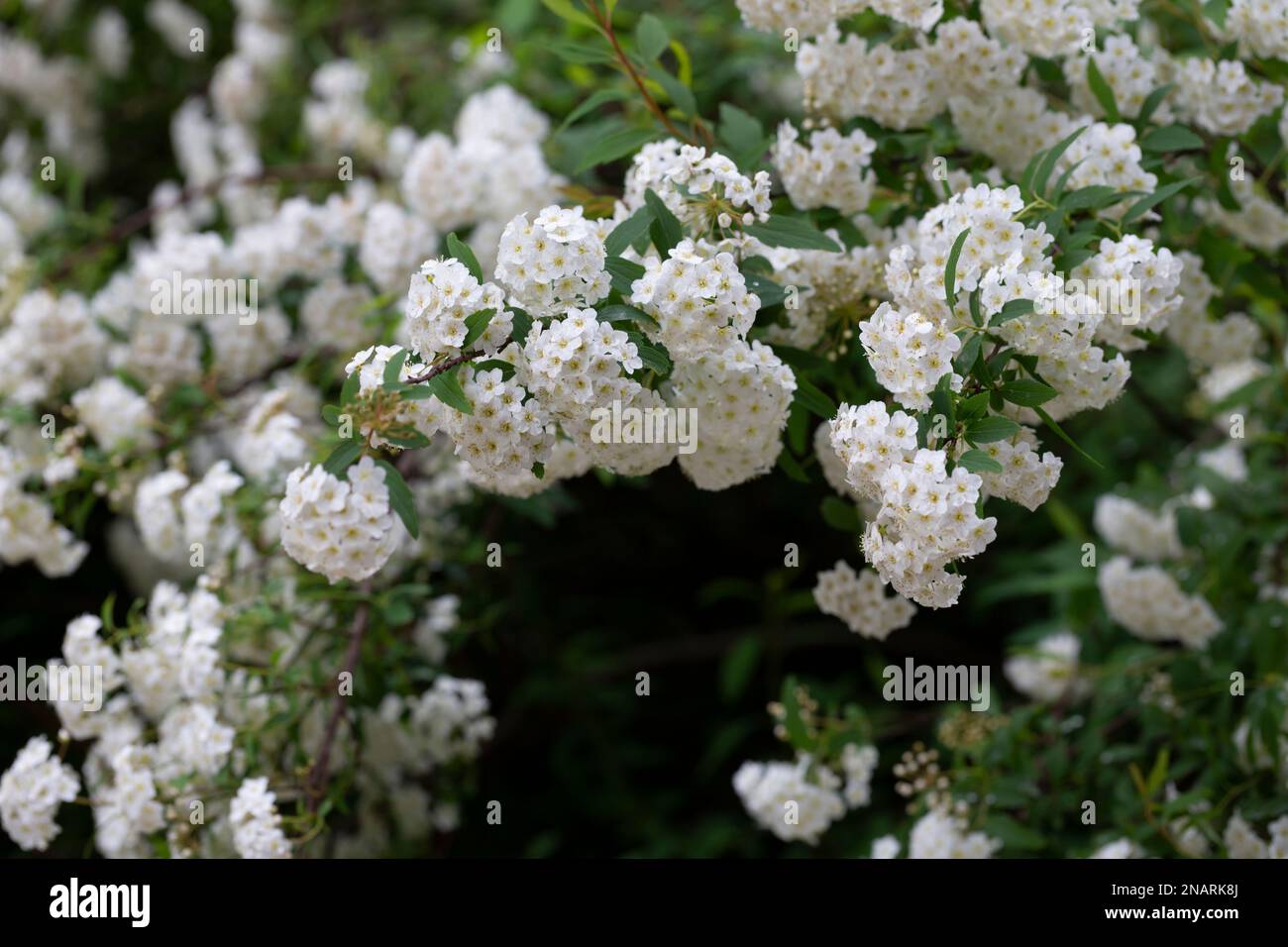 Spiraea chamaedryfolia or germander meadowsweet or elm-leaved spirea white flowers with green background. Magnificent shrub Spiraea chamaedryfolia Stock Photo