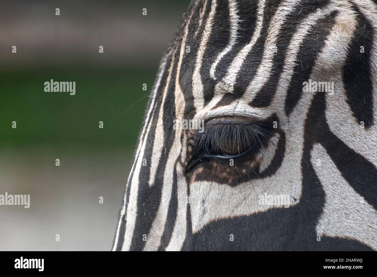 Zebra head - close up Stock Photo - Alamy